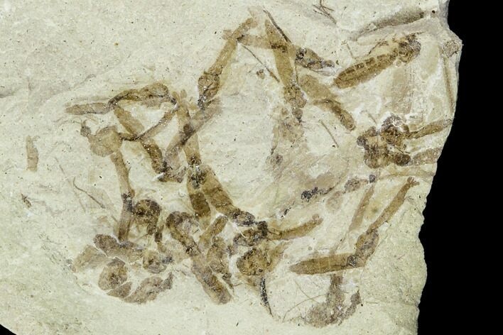 Fossil Cranefly (Tipulidae) Cluster - Green River Formation, Utah #111403